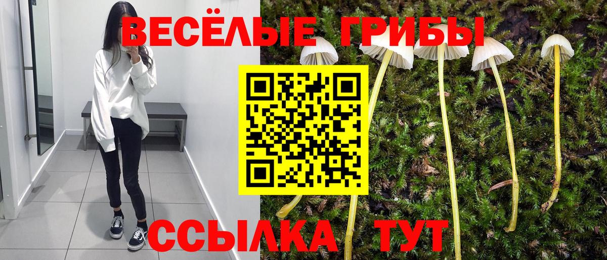 Галлюциногенные грибы Cubensis Асино